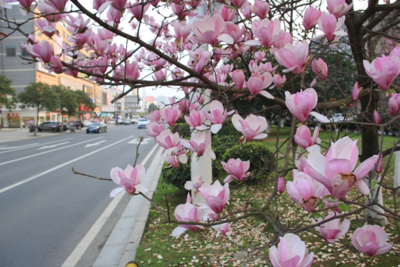 �����M֦��ˮ���佭���㡰�ơ��p��ɫ