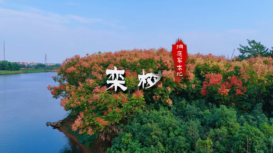 ��ͥ��ľ�o �� ���