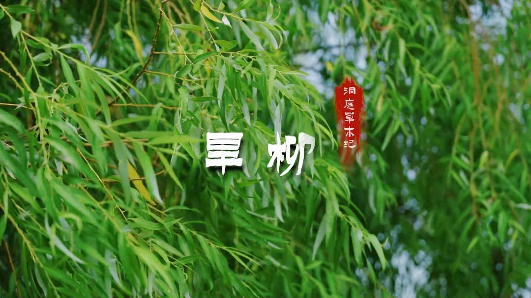 ��ͥ��ľ�o �� ����