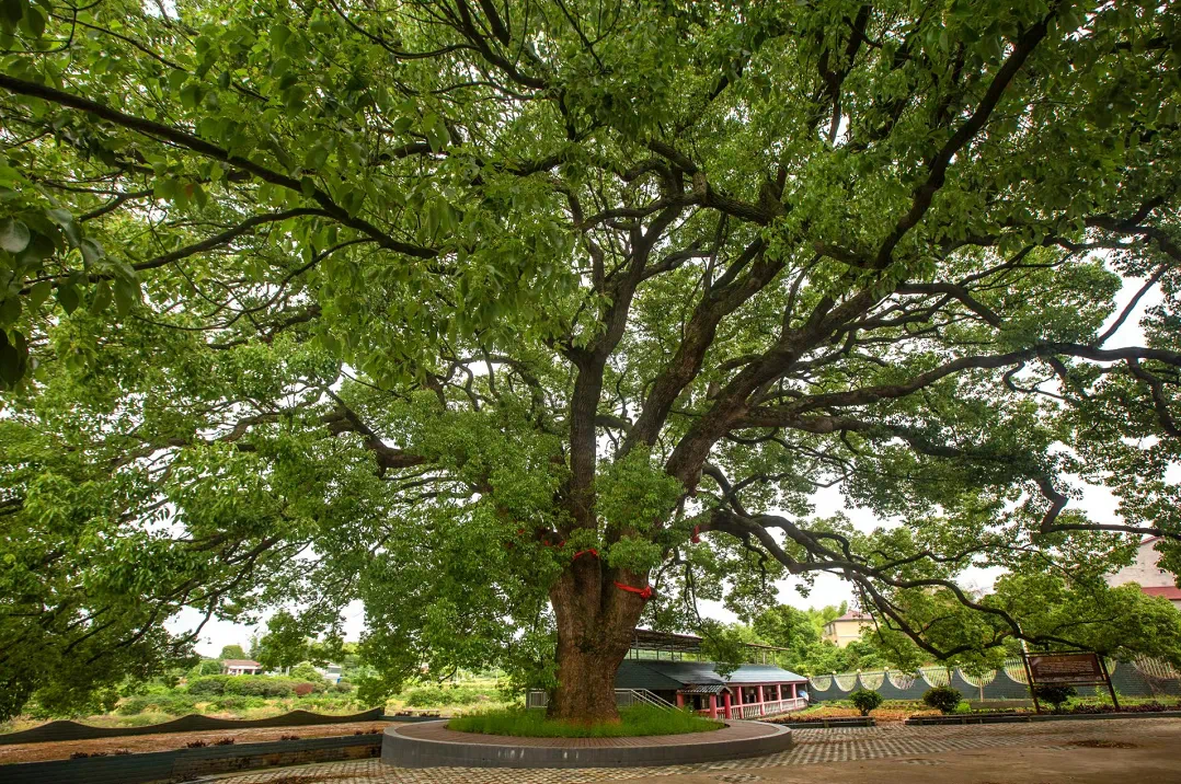 �ǻҼ����˽�ص��佭ͽ��·����������Ƭ߀��޶Ұ�ˣ�