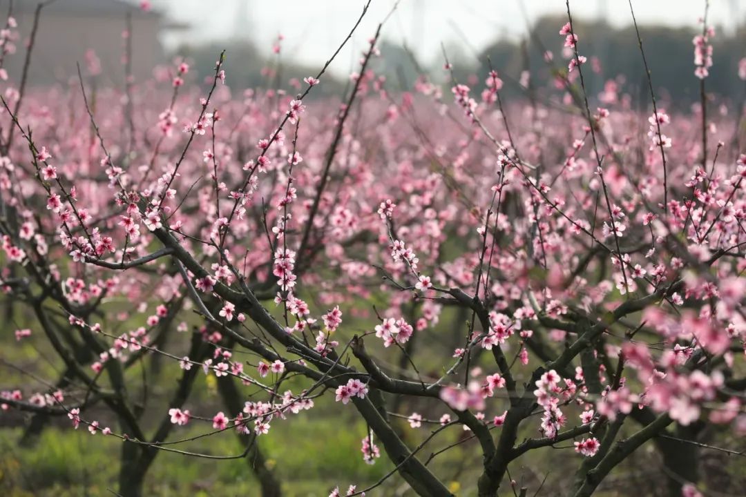 ��������֕���Ԋ��500�������а��㌦�������������