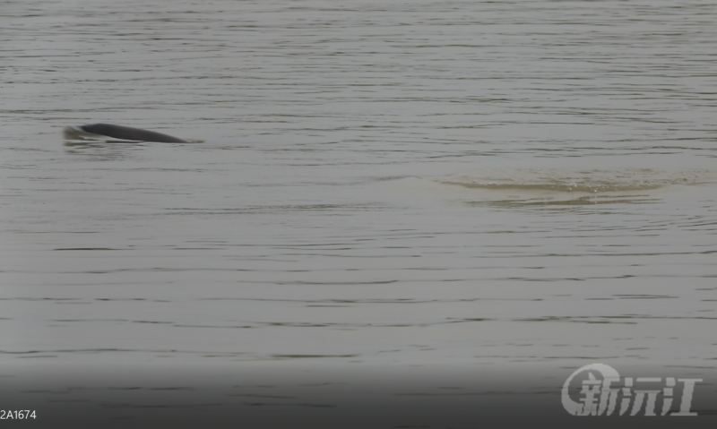 �����佭���϶�ͥ��ӭ�����ࡰ�^��F(tu��n)�� 15ֻ��ˮ�д���؈���M�F(tu��n)�F(xi��n)������ˮ��