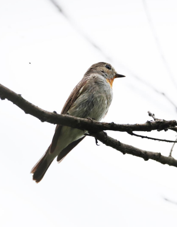 �϶�ͥ���׬F(xi��n)�t�����l