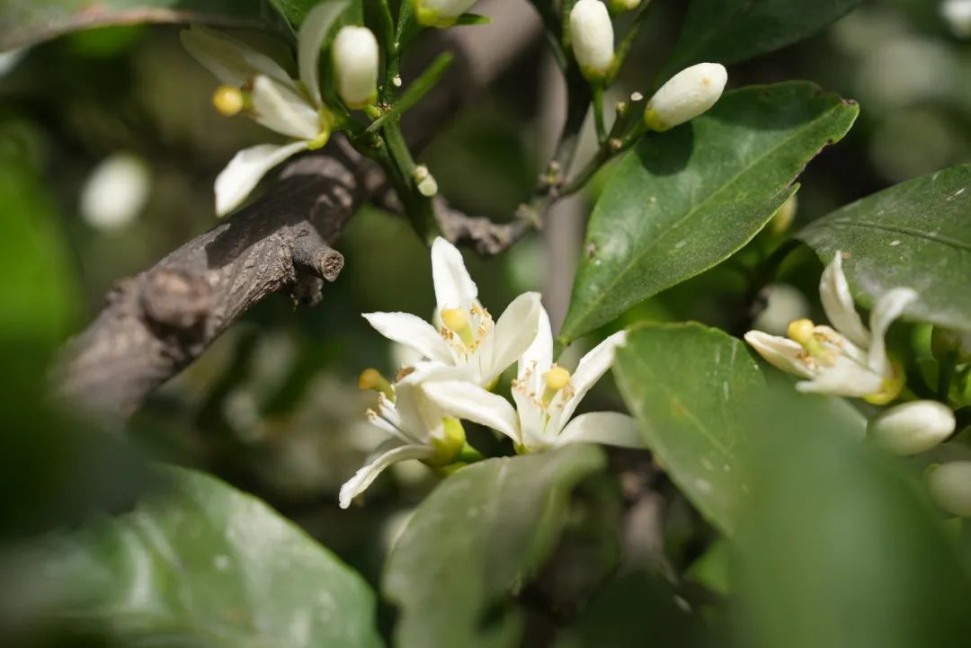 �ۻ��_�ɺ����۷��˳�Ԋ���佭��ɽ�u�����������B������