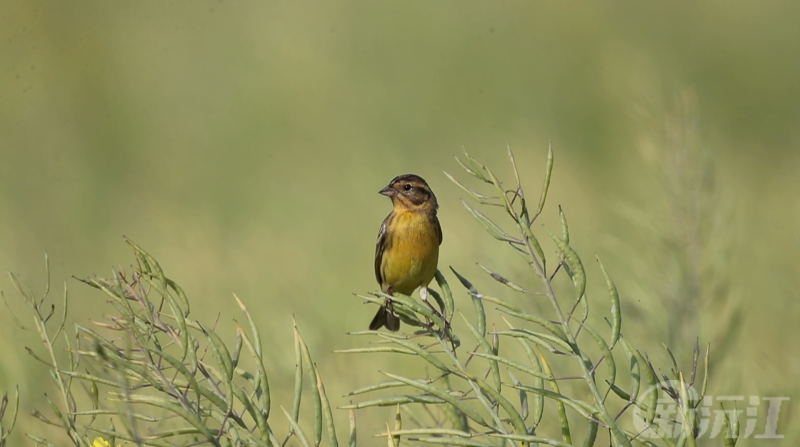 �����佭���S���c�B�m�F�����w�㹝�c���Pע