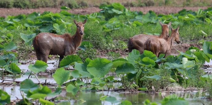 �����佭����ֻ��¹��"��@�龉" �˫F��̎�������B���C��ƪ