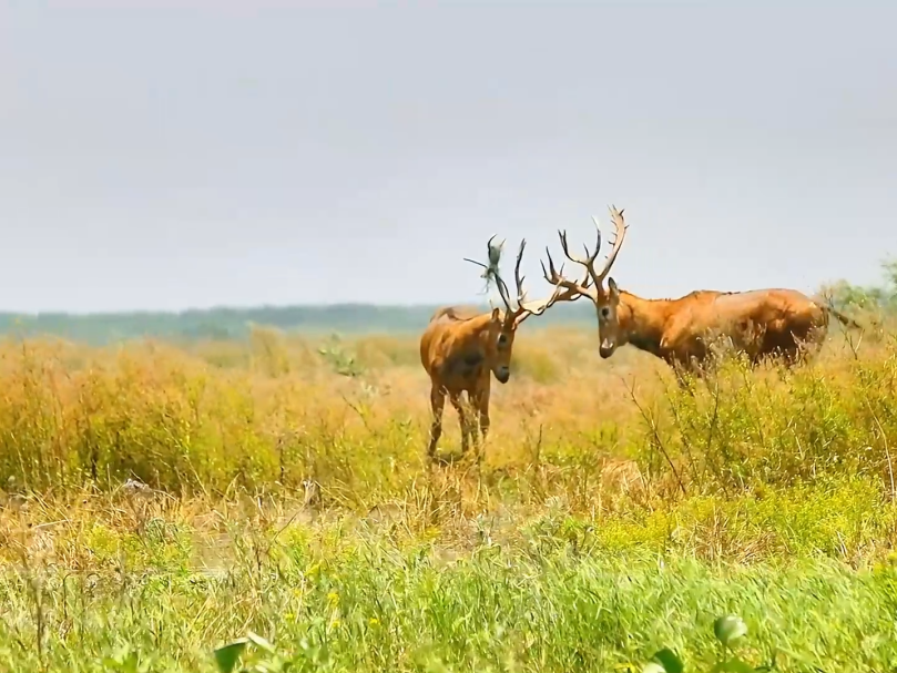 �ҵČ��ؼ��l | ������17�f���JȔʎ������No.1���@�ɲ��ǾG�����������B������컨�壡